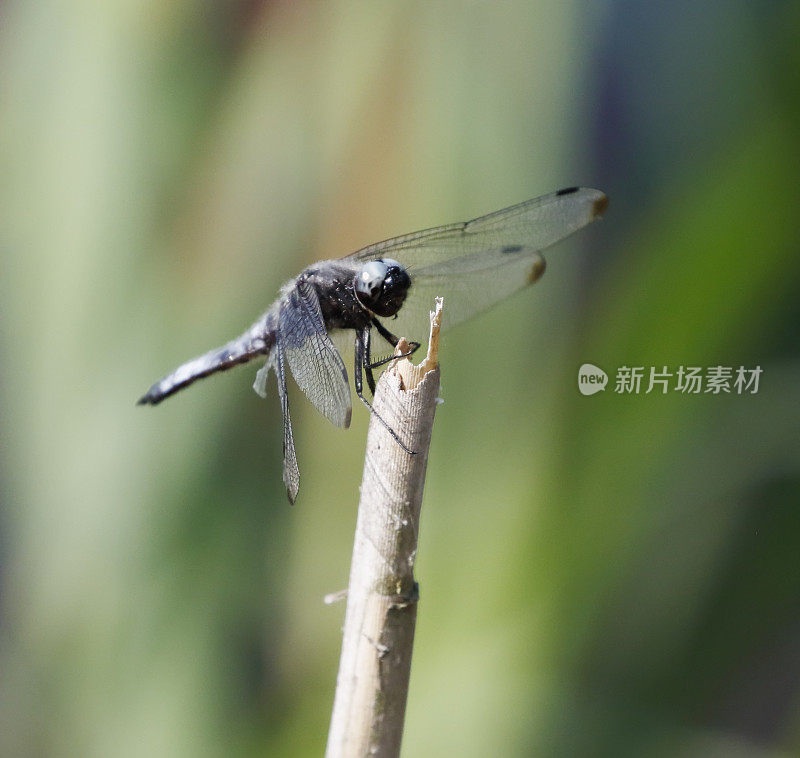 蓝追蜻蜓(Libellula fulva)雄性